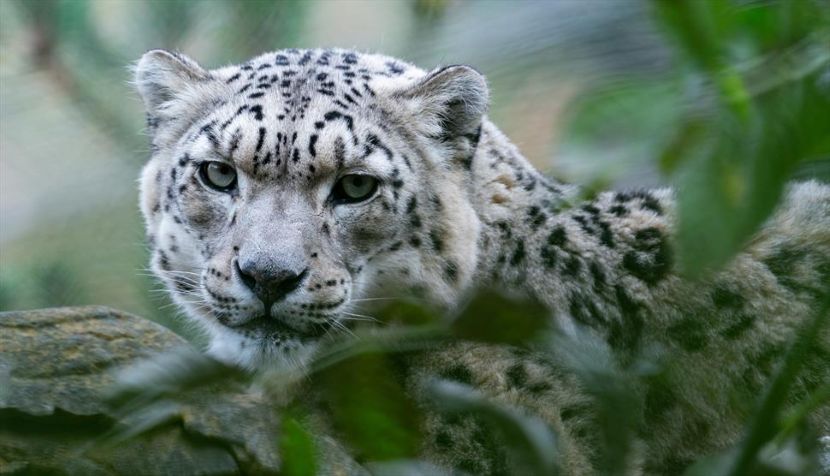 Marwell Zoo Snow Leopard